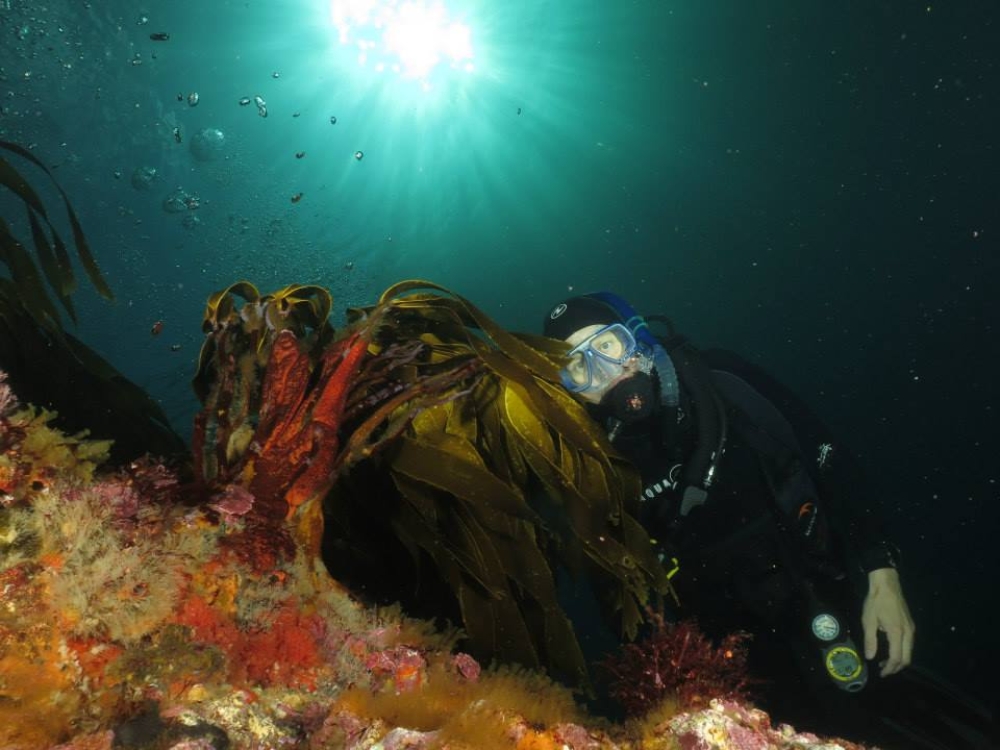 Backlit-diver-and-kelp