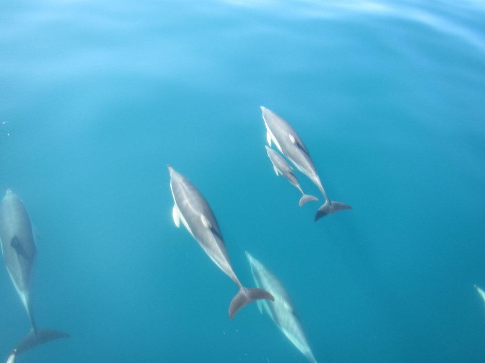 Dolphins-and-Juvenile