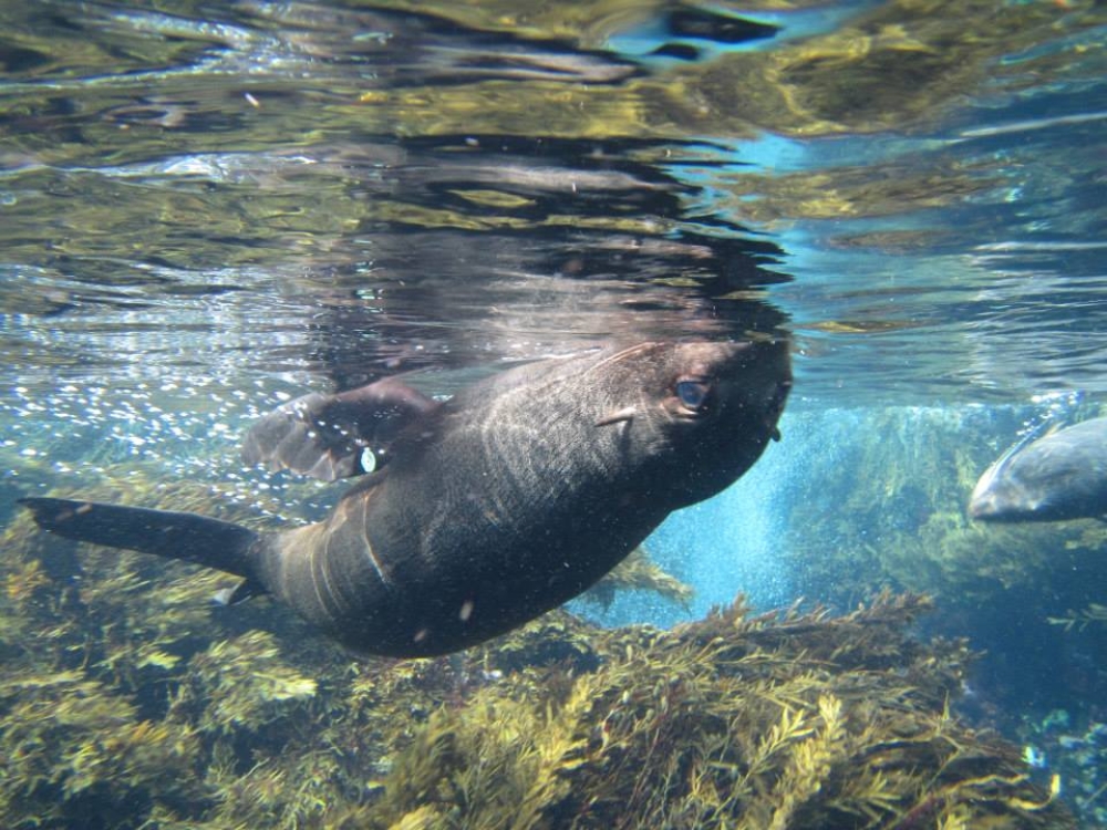 Seal-upside-down