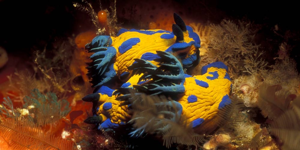 Tambja-verconis-Nudibranch-01-mating