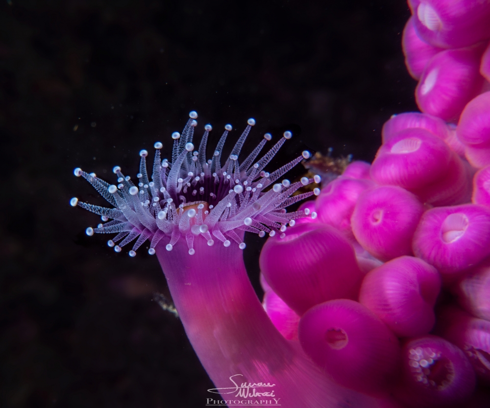 anemone-smaller-copy